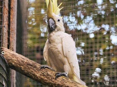 Kleine geelkuifkaketoe - De Zonnegloed - Dierenpark - Dieren opvangcentrum - Sanctuary